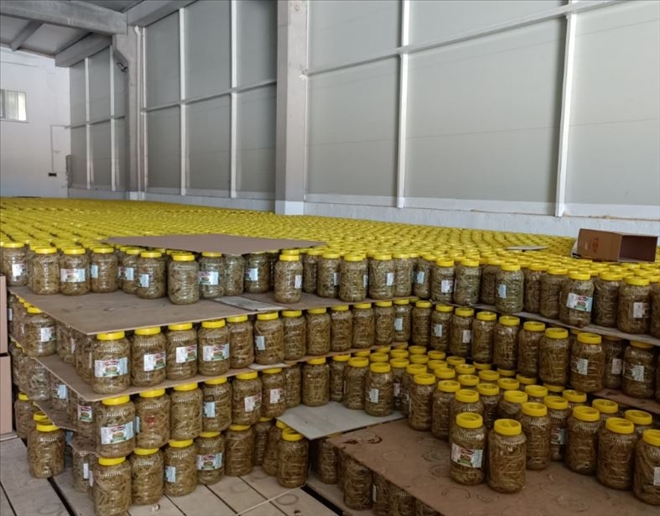 130 Ton Pezik Turşusu İhraç Edildi