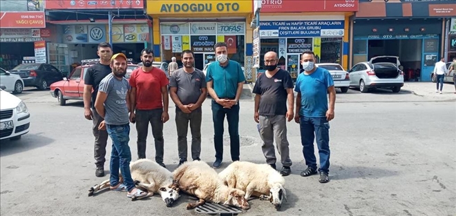 Salgın Bitsin Diye  Kurban Kestiler 