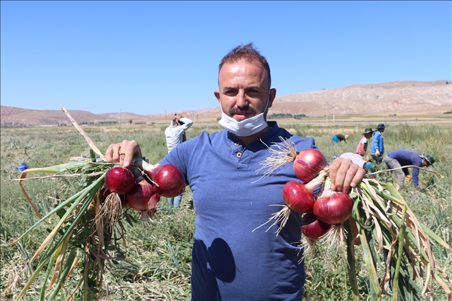 Soğan Tarlada 80 Kuruş