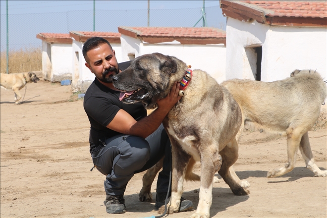 Kangallar, Vatan Görevi İçin Hazır