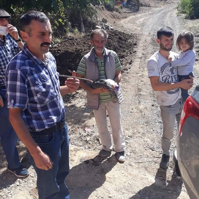 Beç Tavukları Kenelere Geçit Vermeyecek --video