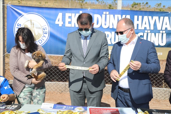 Kedi Çıkabilir Levhası Asılacak