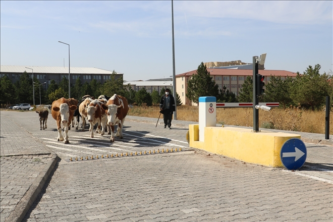 Hayvanlar Sahibine Teslim Edildi
