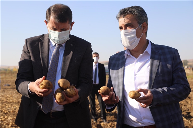 85 Bin Dekarda  Patates Ekildi