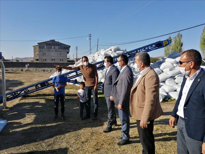 Mısır Hasadı Yapıldı