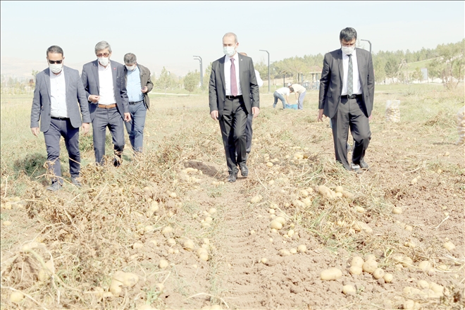 CÜ´de Patates Hasadı Yapıldı--Video