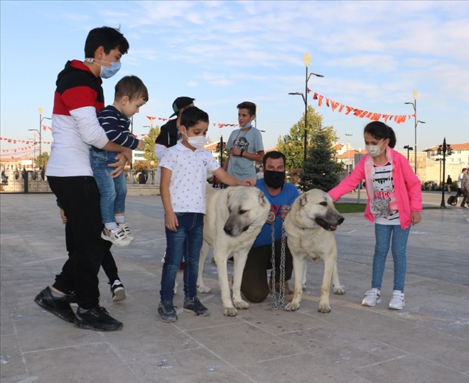 Kangalların Saldırmadığını Böyle İspatladı