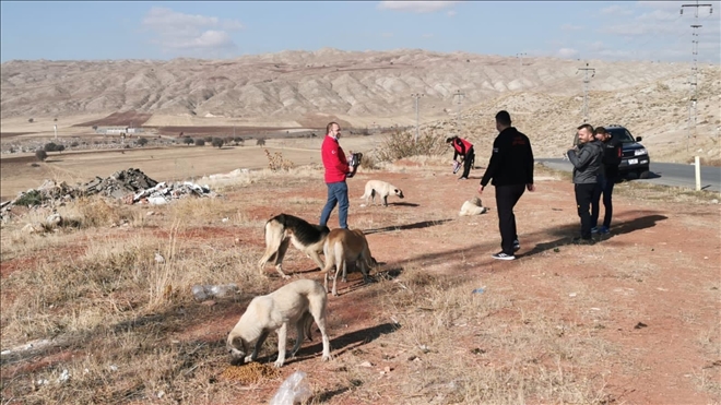 Sokak Hayvanları Unutulmadı 