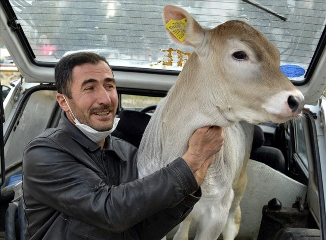 Hastalanan Buzağı Veterinere Otomobille Taşındı--Video