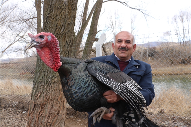 Yılbaşını İple Çekiyor