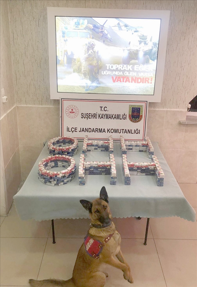 560 Paket Kaçak Sigara Ele Geçirildi