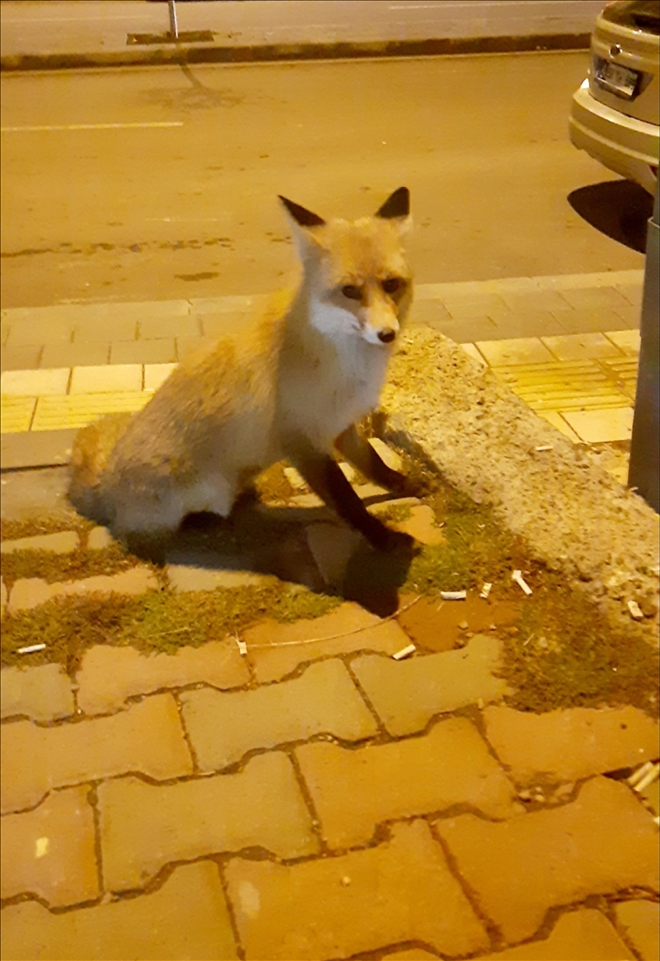 Tilkiyi Sokak Kedisi Gibi Beslediler