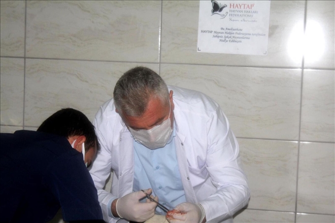 Köpek Ameliyatlarına Belediye Başkanı Da Giriyor