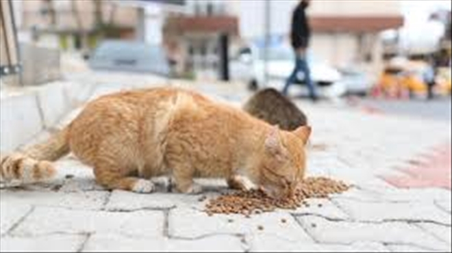 Sokak Hayvanları İçin Mama Alınacak 