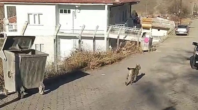 Vaşak, İlçe Merkezine İndi--Video