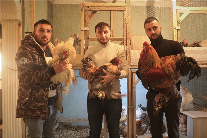 Tavuklar İçin Müstakil Ev Kiraladı
