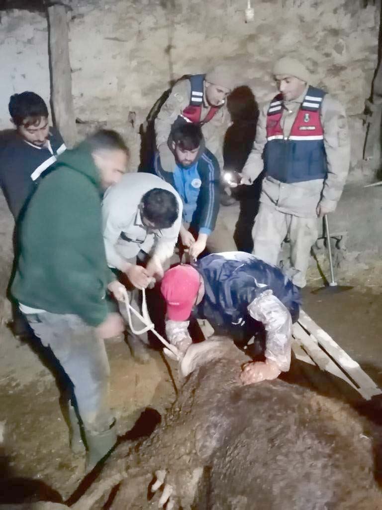 Jandarma Ekipleri İneğe Doğum Yaptırdı
