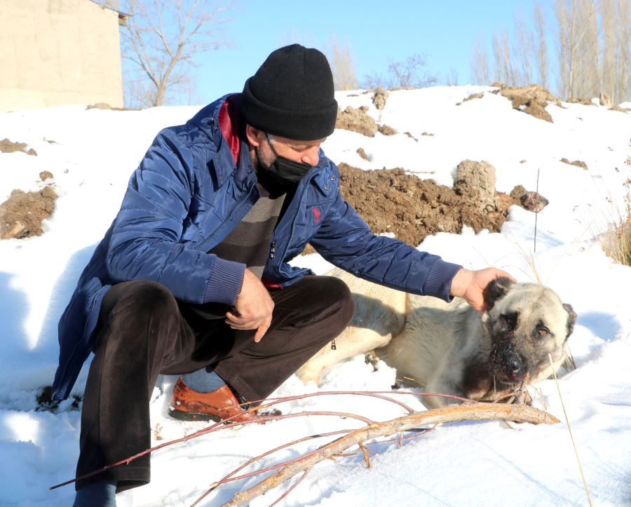 Kazlarını Yiyen 2 Köpeği Av Tüfeğiyle Vurdu