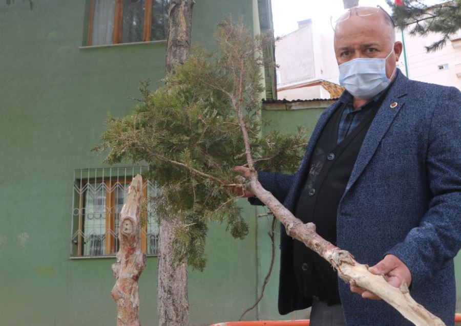 O Ağacın Yerine Ihlamur Ağacı Dikildi