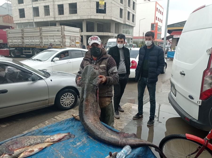 Kendi Boyundan Uzun Balık Yakaladı--Video