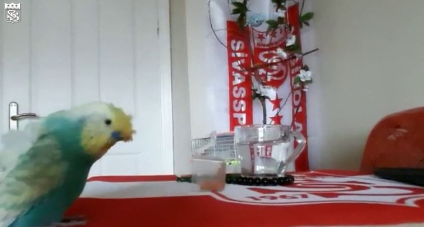 Tezahüratlarıyla Dikkat Çekiyor--Video