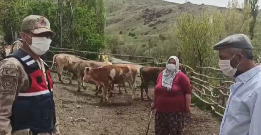 Kaybolan Sürüyü Jandarma Buldu--Video