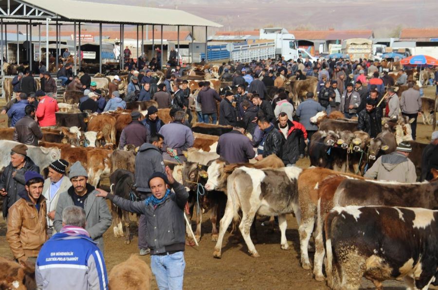 Şarkışla Hayvan Pazarı Açılıyor 