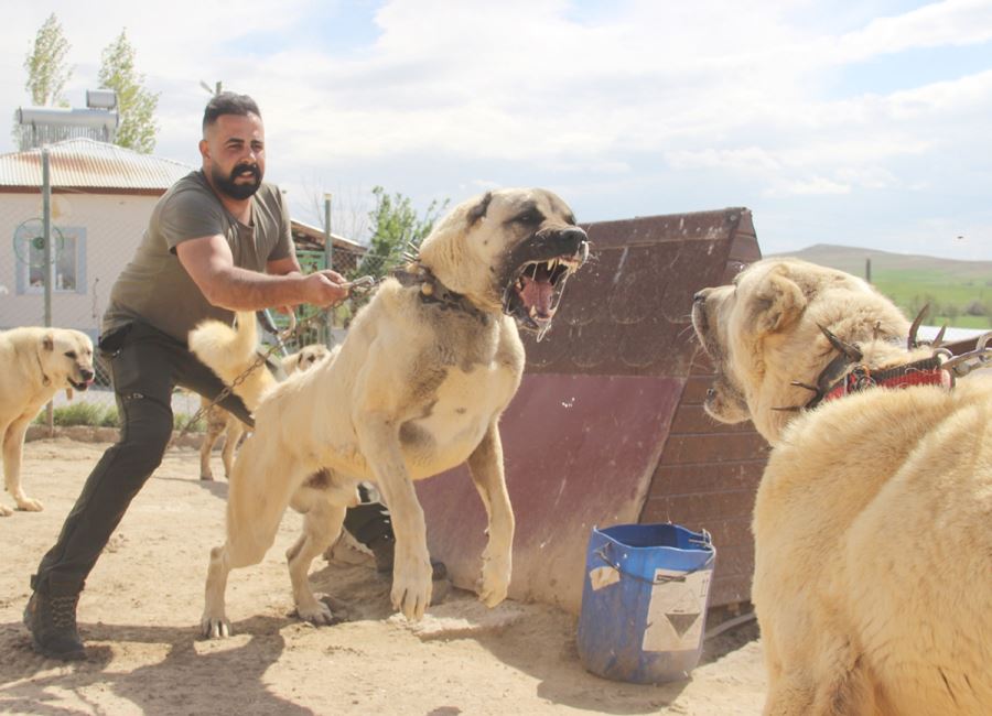 Kangal Köpekleri Cezaevlerini Koruyacak 
