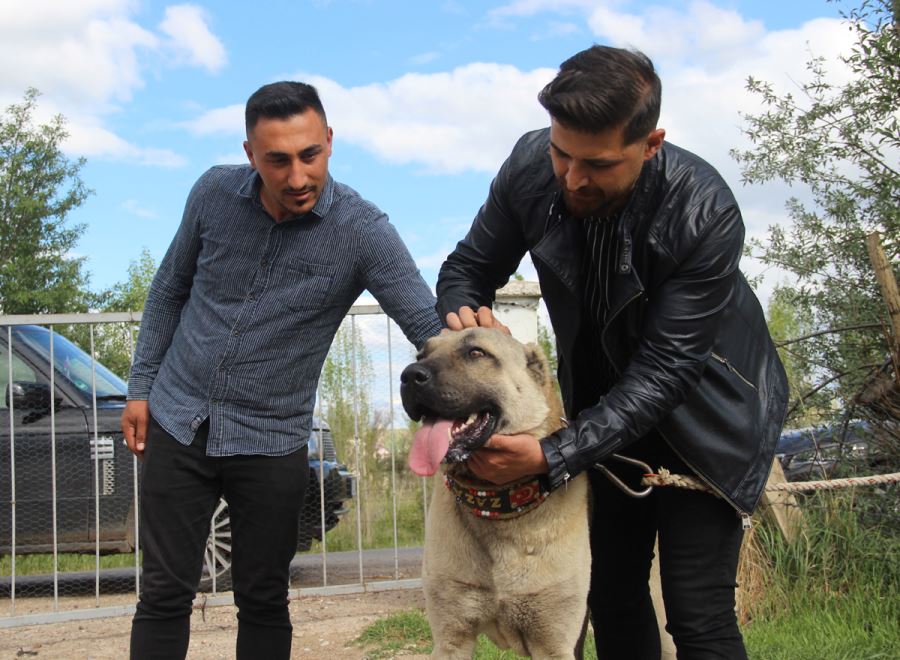 Kurtulana Kadar Başında Bekledi 
