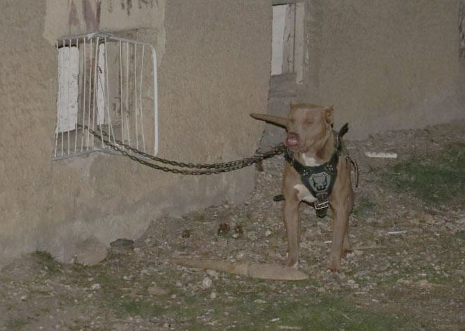 Beslediği Pitbull Kardeşini Yaraladı