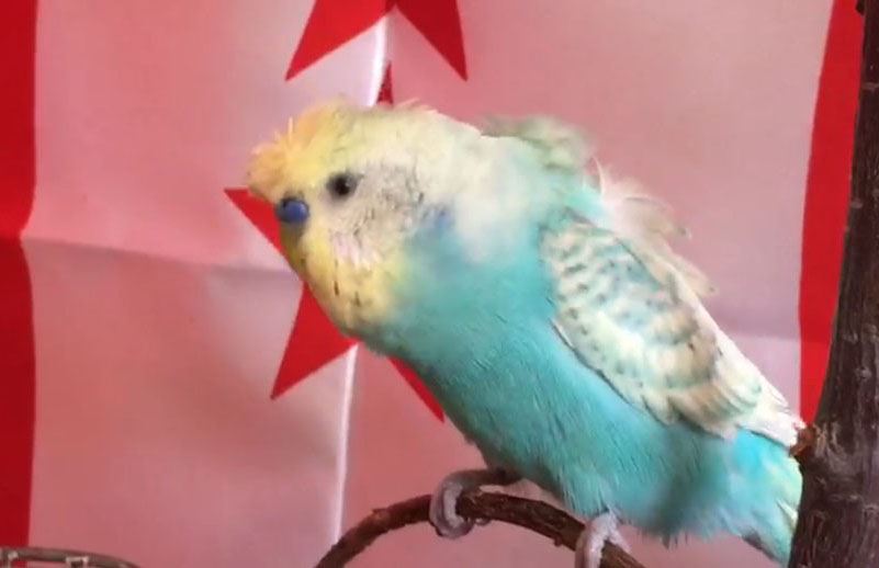 Muhabbet Kuşundan Milli Takıma Destek! -- Video
