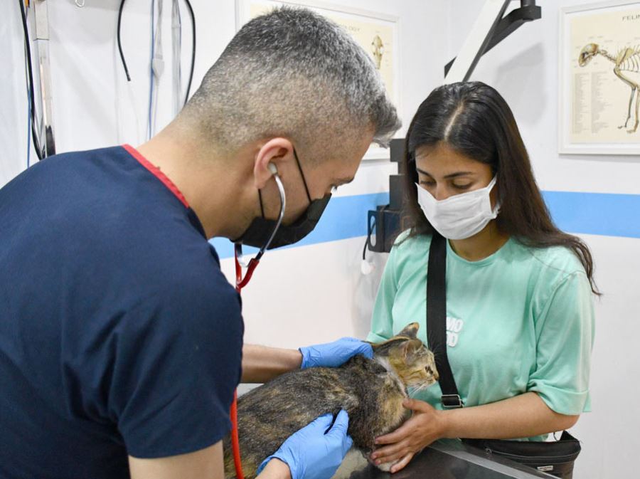 Kedi Hayata Tutundu 