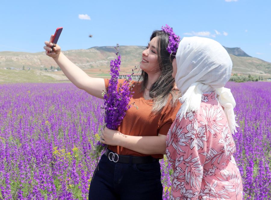 Mor Çiçek Tarlaları Göz Kamaştırıyor
