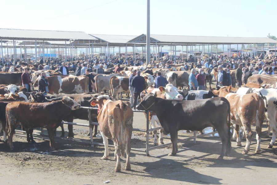 Hayvan Pazarında Kurban Bayramı Yoğunluğu 