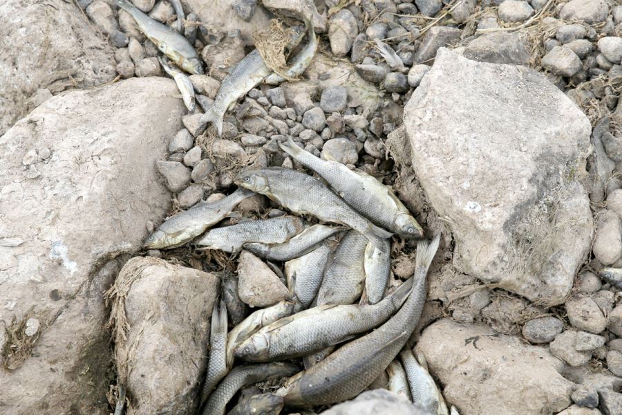 Kızılırmak'ta Balık Ölümlerinin Nedeni Araştırılıyor