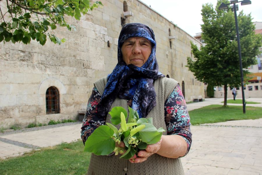 Ihlamur Ağaçları Şifa Dağıtıyor