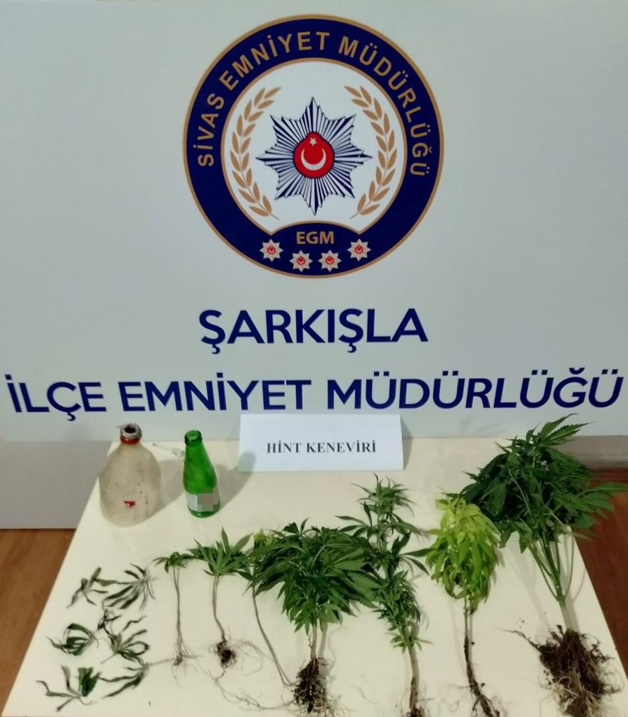 Saksıda Kenevir Dikkatten Kaçmadı