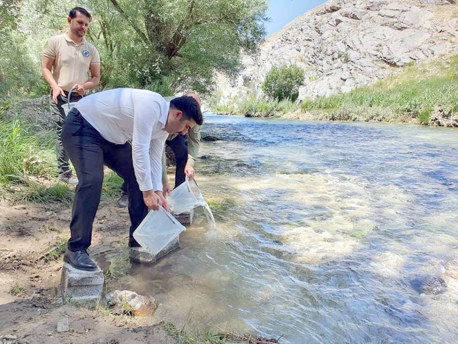 Hurman Çayı'na Alabalık Bırakıldı