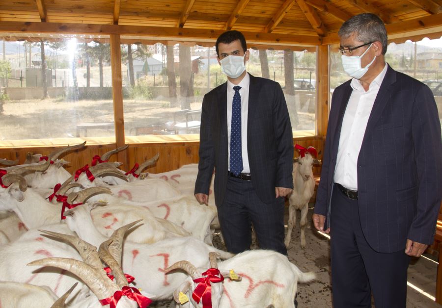 71 İhtiyaç Sahibi Aileye Kurbanlık Keçi Dağıtıldı