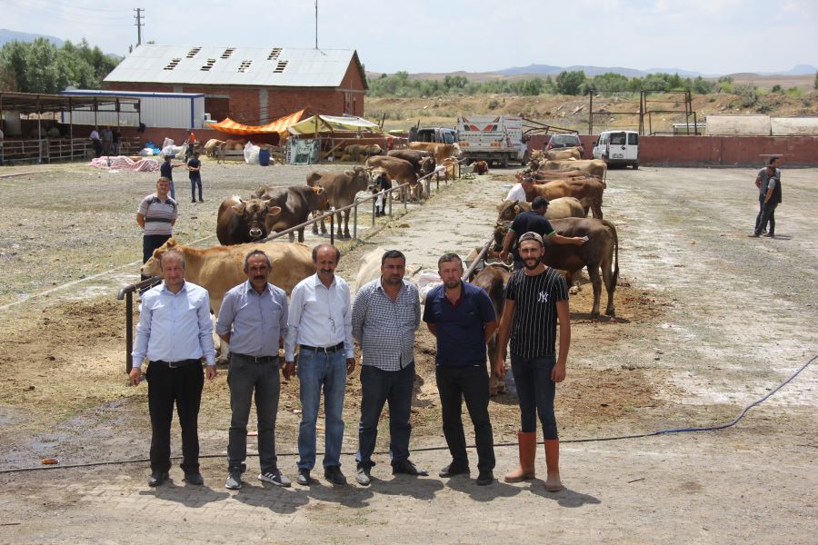 Zara'da Hayvan Pazarı Açıldı