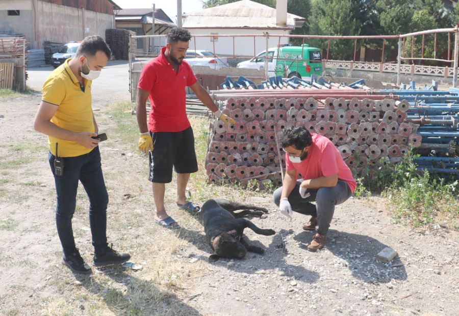 Kiraz Tüfekle Vurularak Öldürüldü 