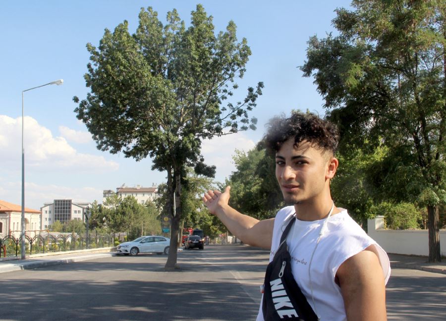 Kesmeye Kıyamadıkları Ağaç Yol Ortasında Kaldı 