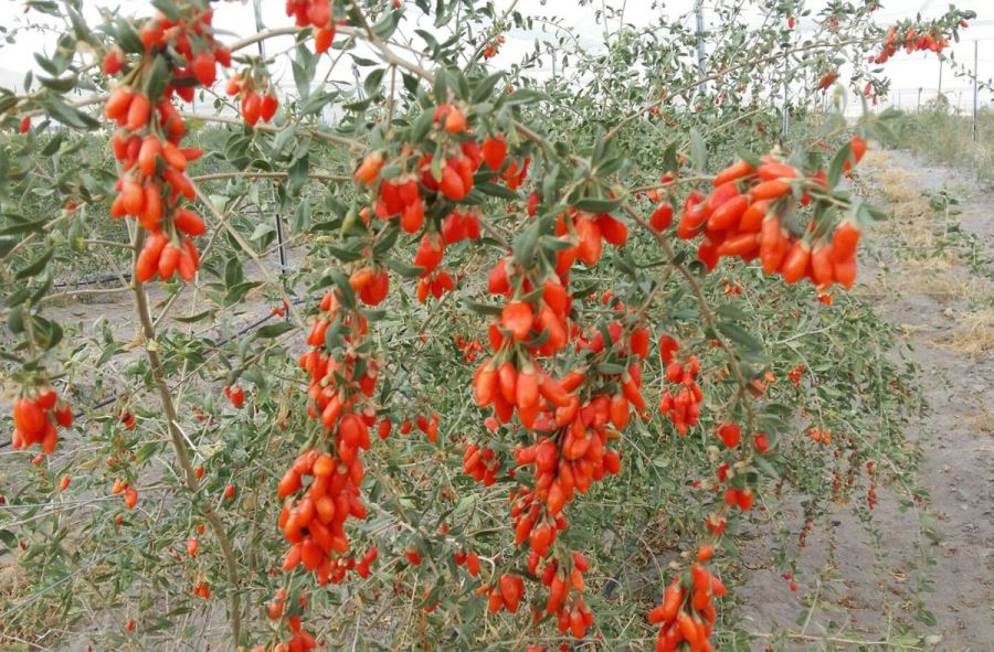 Faydası Saymakla Bitmeyen Goji Berry Gürün