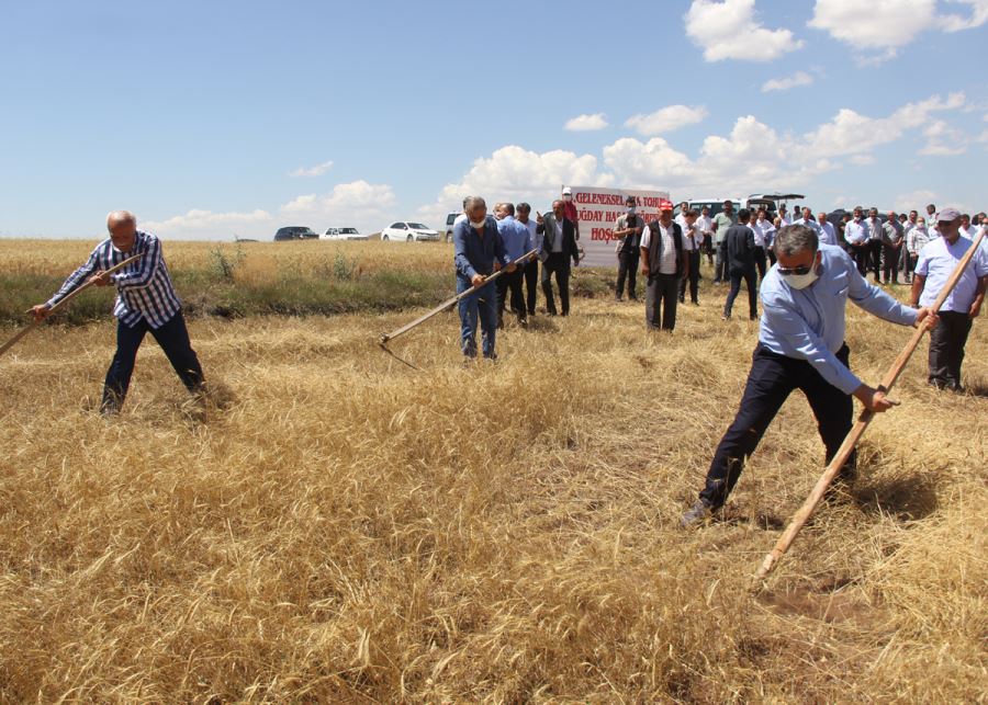 7 Yıl Önce Metruk Evde Bulunan Bir Avuç Ata Tohumu Buğdaydan 500 Dönümde Hasat Yapıldı 