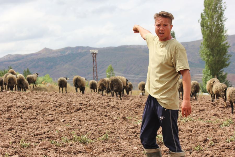 İşini Bıraktı Çobanlığı Seçti  