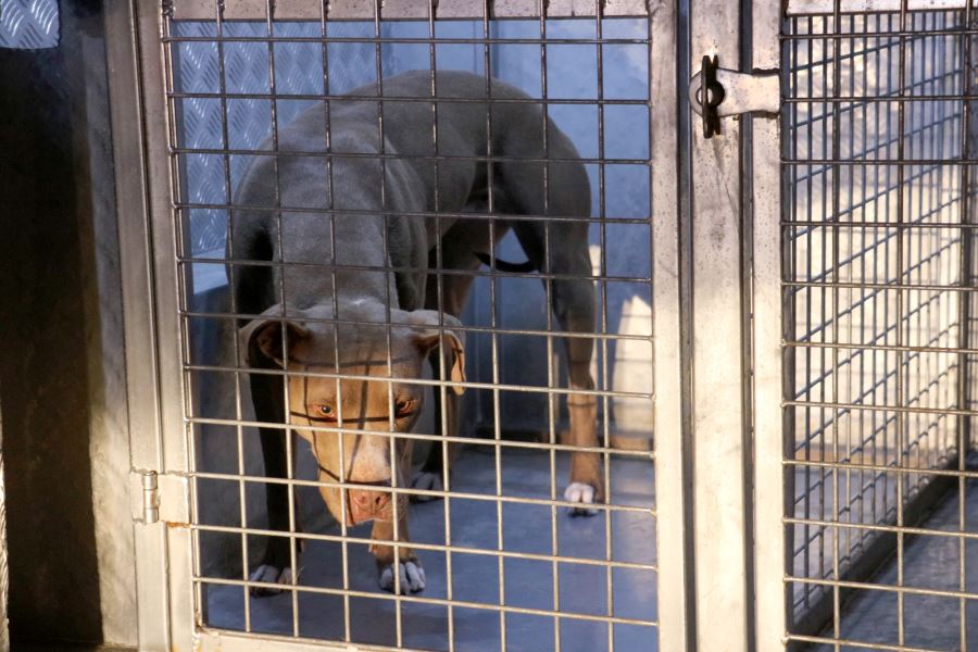 Polis Ve Bekçi Pitbull Saldırısında Yaralandı 