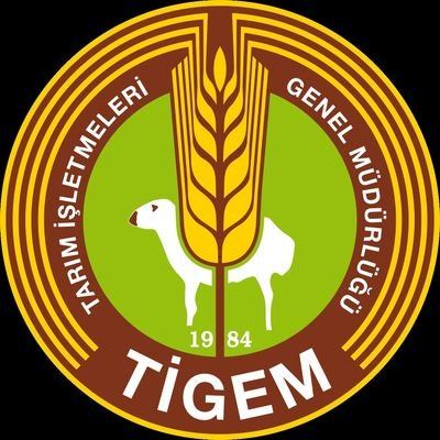Safkan Elit Arap Koşu Tayı satış ihalesi