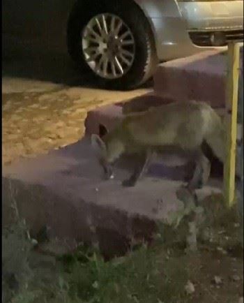  Sevimli Tilki Lokantanın Daimi Ziyaretçisi Oldu