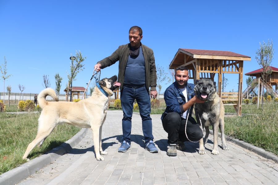 Dünyaca Ünlü Kangallar Bu Tesiste Korunuyor