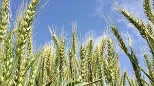 Tohumluk üretim ve pazarlama hakkı ihale ilanı